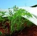 Агроволокно 50 г/м² 2,1х 100м "Shadow" (Чехия) 4% плотный белый спанбонд в рулонах для растений АВБР000291 фото 7