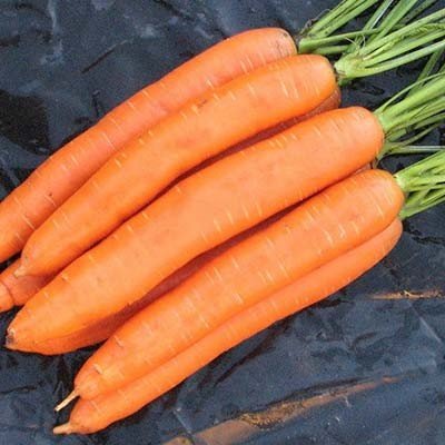 Морква Берлікум , 500 г		 М001 фото