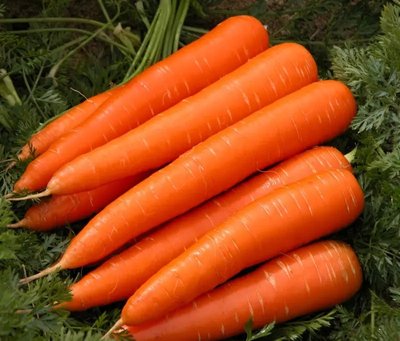 Морква Осіння королева, 10 г		 М002 фото