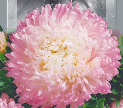 Айстра Високоросла Піонен Яблуневий Цвіт 0,25г 16718 фото