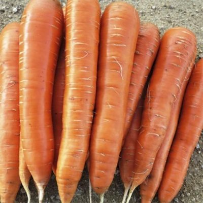 Морква Афалон 1г М004 фото