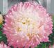 Айстра Високоросла Піонен Яблуневий Цвіт 0,25г 16718 фото 1