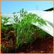 Агроволокно 50 г/м2 1,6х10 метрів біле пакетоване для вирощування огірків АВБП00022 фото 6