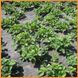 Агроволокно 50 г/м² 1,07 х 100м Shadow (Чехия) 4% Термоизоляционные настилы для растений АВЧР00003 фото 9